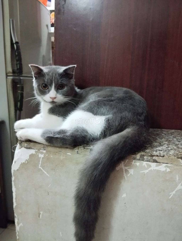 Cần nhượng lại bé mèo ALN Bicolo 5 tháng tuổi,đực