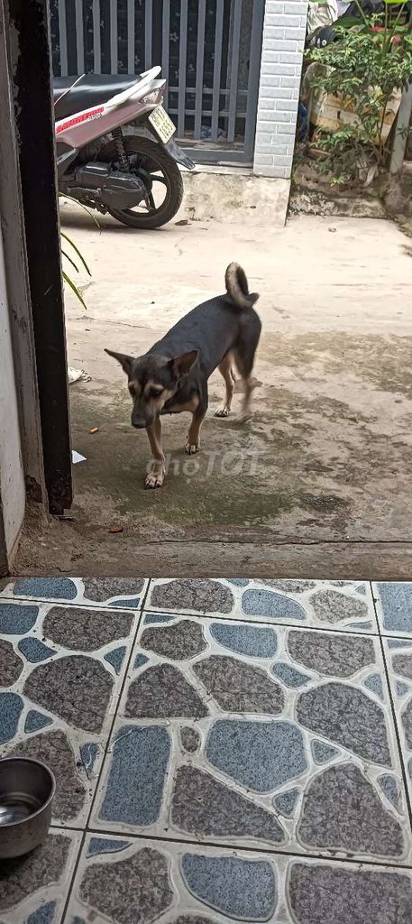 Chó 6 tháng tuổi Đen, vàng. Mua bán Chó tại Huyện Cần Giuộc Long An được đăng bởi A Nam hình 1