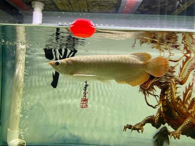Cá rồng Huyết Long size 26-28 cm