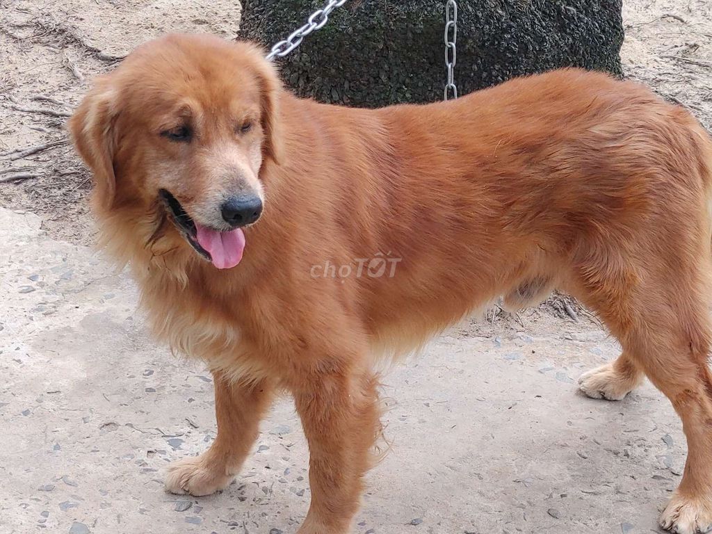 Chó Golden Retriever đực. Mua bán Chó tại Thành phố Vũng Tàu Bà Rịa - Vũng Tàu được đăng bởi Nhân Rottweiler  hình 1