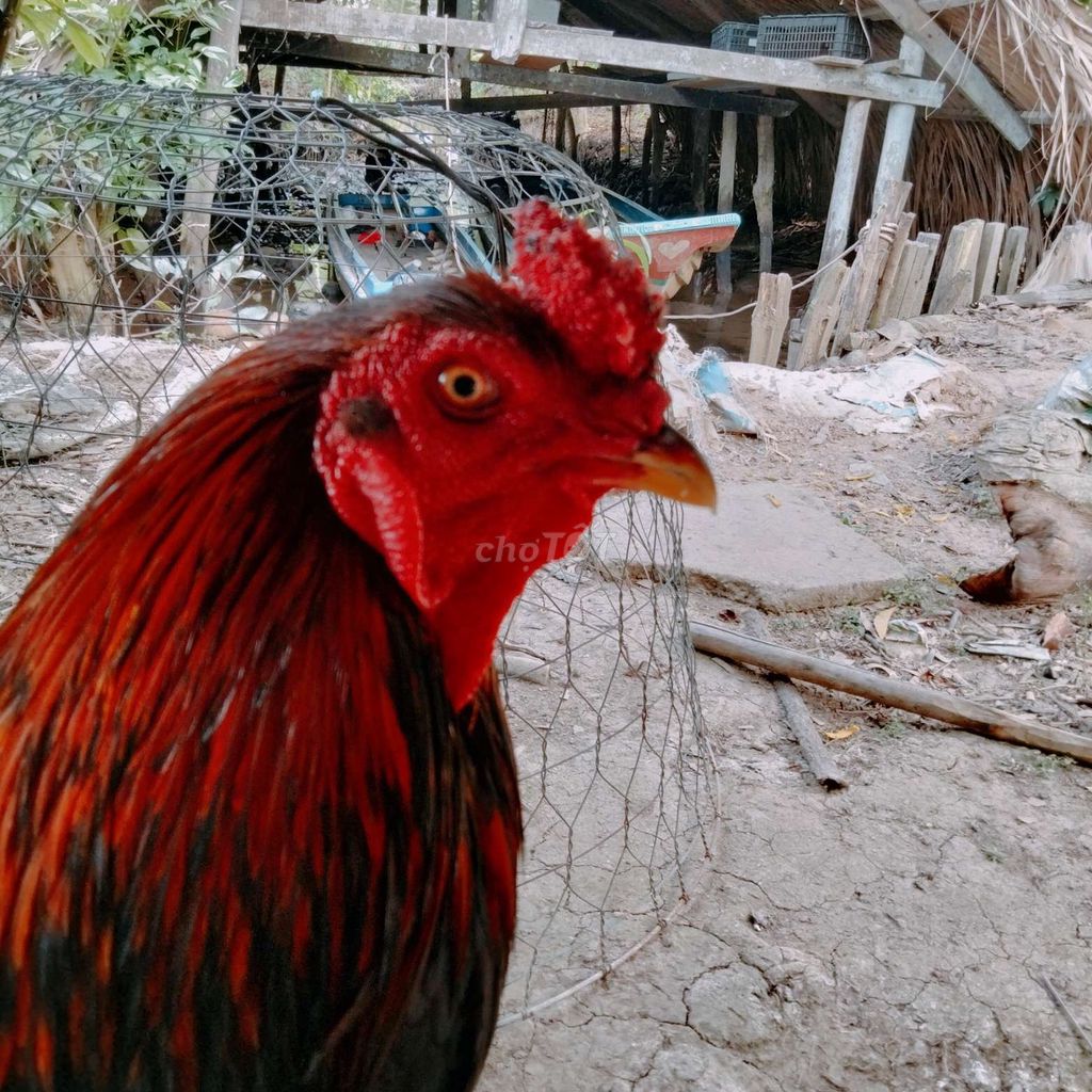 Gà Điều 2.7kg. Mua bán Gà tại Huyện An Biên Kiên Giang được đăng bởi Hua Dương 68kg hình 1