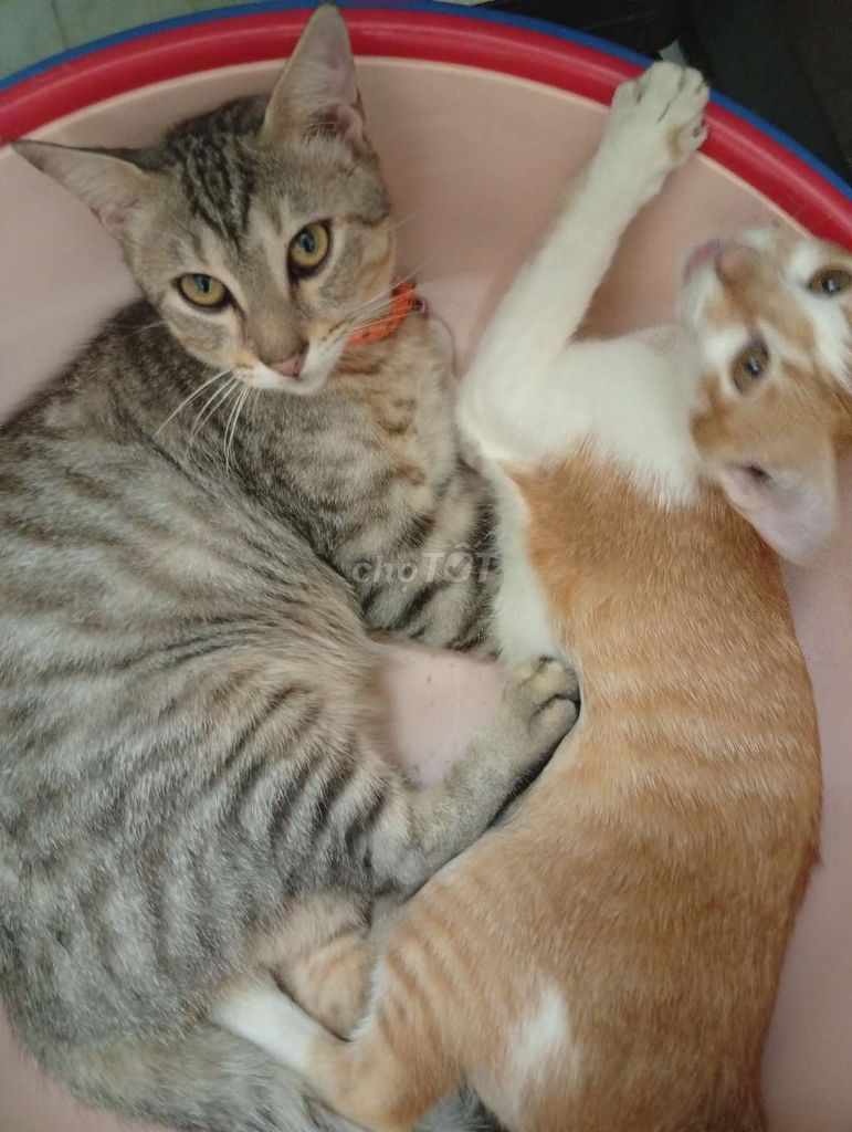 Mèo mẹ và 5 bé mèo con. Mua bán Mèo tại Huyện Nhà Bè Tp Hồ Chí Minh được đăng bởi Thanh nguyên hình 1