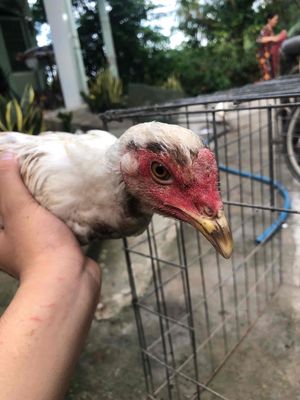 bán gà nồi tơ hoặc giao lưu gà kiểng. Mua bán Gà tại Huyện Châu Thành Trà Vinh được đăng bởi Quốc Đại