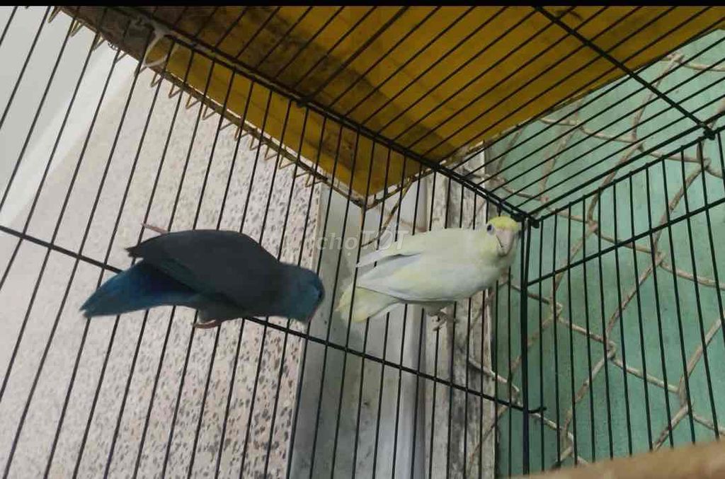 Vẹt Parrotlet Xanh Trắng. Mua bán Chim tại Thành phố Sóc Trăng Sóc Trăng được đăng bởi Dự Đức hình 1