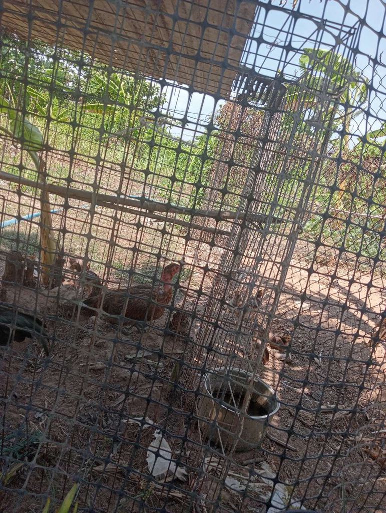 Gà mái nòi cái khỏe mạnh 9gà con. Mua bán Gà tại Huyện Hàm Thuận Nam Bình Thuận được đăng bởi Năm hình 1