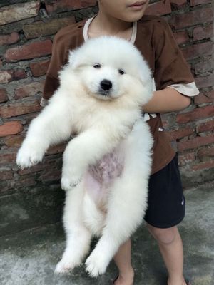 Chó Samoyed thuần chủng