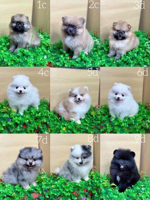 Chó Pomeranian Mini nhiều màu.. Mua bán Chó tại Quận Tân Bình Tp Hồ Chí Minh được đăng bởi nguyễn tường vân hình 1