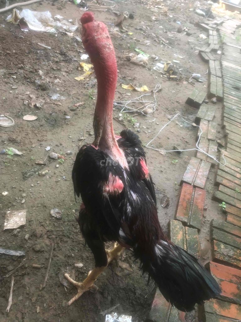 tía 28.5. Mua bán Gà tại Huyện Phúc Thọ Hà Nội được đăng bởi điện hình 1