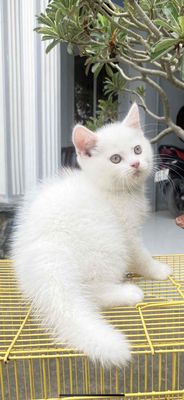 Mèo nhà đực màu Trắng