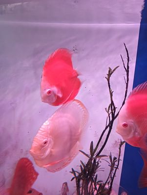 Cần giảm tải căp cá dĩa ab như hình. Mua bán Thú cưng khác tại Huyện Nhà Bè Tp Hồ Chí Minh được đăng bởi Nguyen thanh Tuan