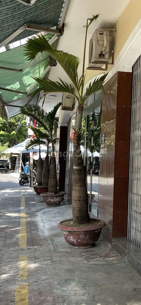 Cau sâm banh trên 4m khỏe mạnh. Mua bán Cây cảnh, đồ trang trí tại Quận Thanh Khê Đà Nẵng được đăng bởi Trung Tran hình 1