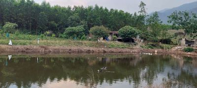 Siêu phẩm 35000m2 đất cây lâu năm, có nhà, có vườn cây, hồ cá rất đẹp. Mua bán đất tại Huyện Hòa Vang Đà Nẵng được đăng bởi Datvuondanang