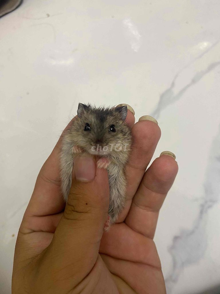 Chuột Hamster WW nhỏ nhắn. Mua bán Thú cưng khác tại Huyện Thanh Trì Hà Nội được đăng bởi Vũ Hà hình 1