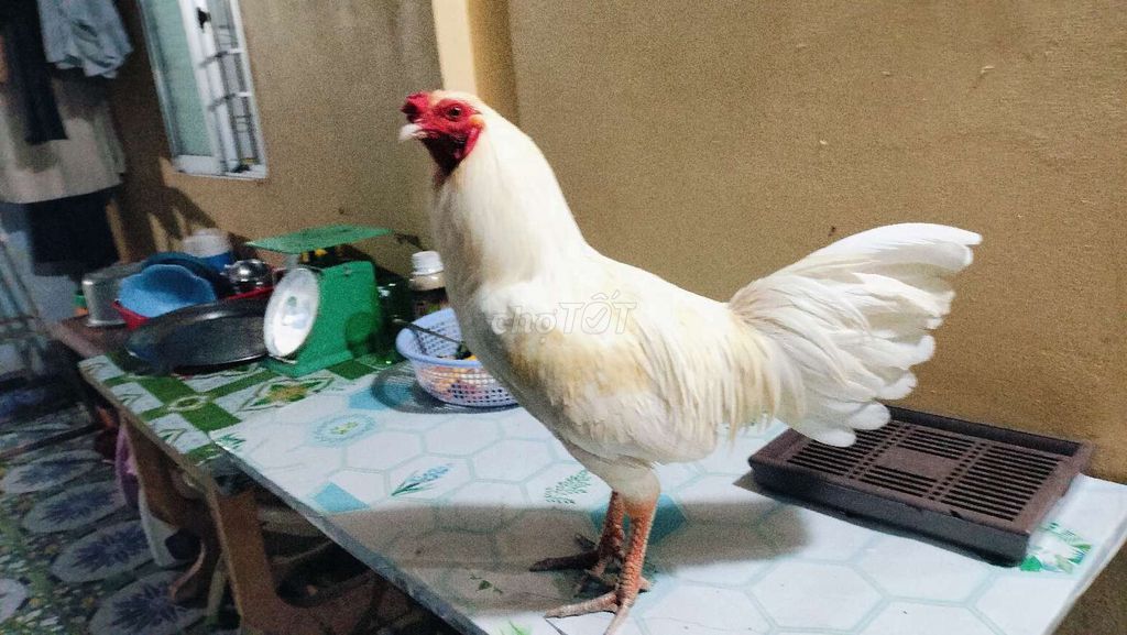 3000 gram tới pin..choi liền. Mua bán Gà tại Huyện Hòa Bình Bạc Liêu được đăng bởi toàn Gà Đá  hình 1