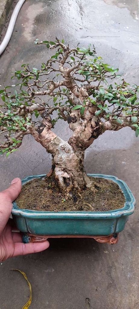 Mai chiếu thủy bonsai