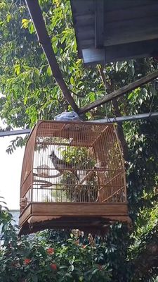 Cần bán CM 1 mùa lông. Mua bán Chim tại Quận 12 Tp Hồ Chí Minh được đăng bởi Nguyễn Hữu Long 