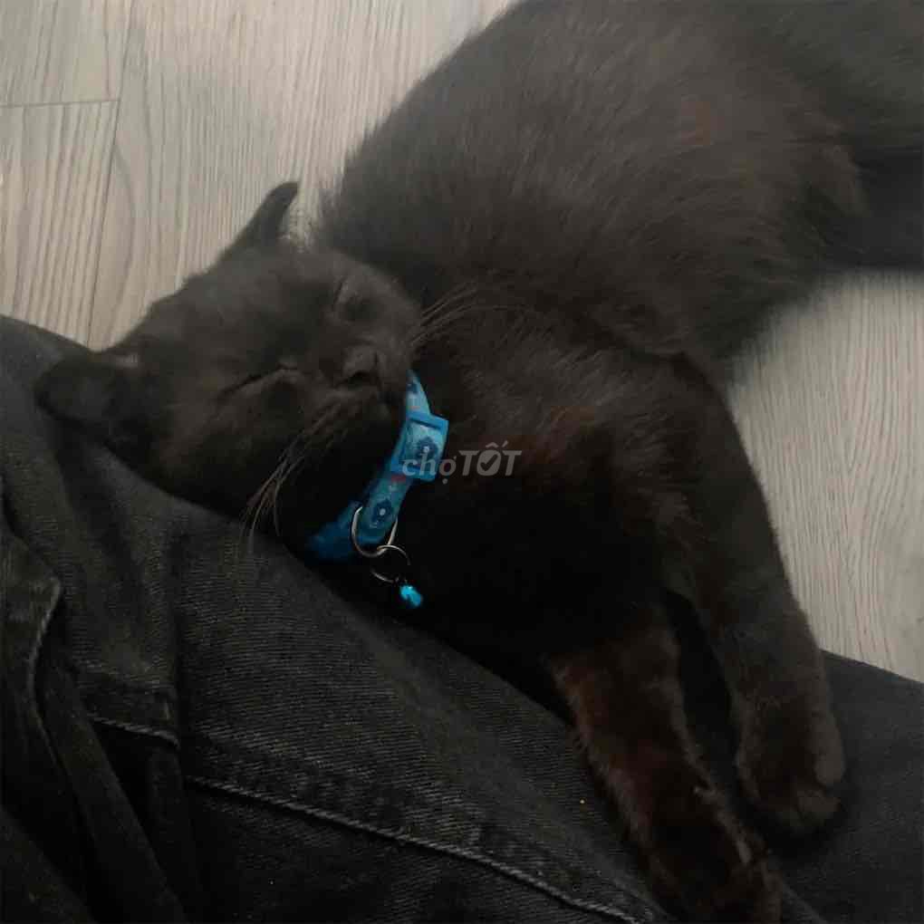 Mèo Tai cụp Đen đã tiêm phòng. Mua bán Mèo tại Quận Phú Nhuận Tp Hồ Chí Minh được đăng bởi Nguyễn Nam hình 1