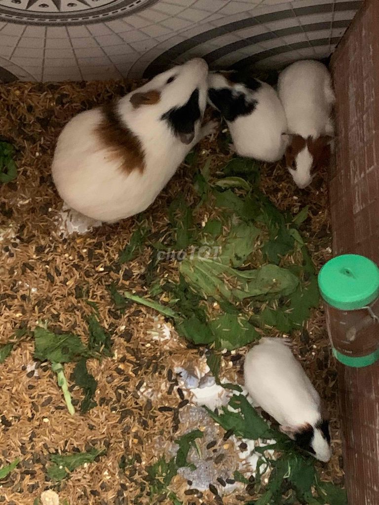 Chuột lang 1.5 tháng tuổi. Mua bán Thú cưng khác tại Thị xã Tân Châu An Giang được đăng bởi Nguyễn Long hình 1