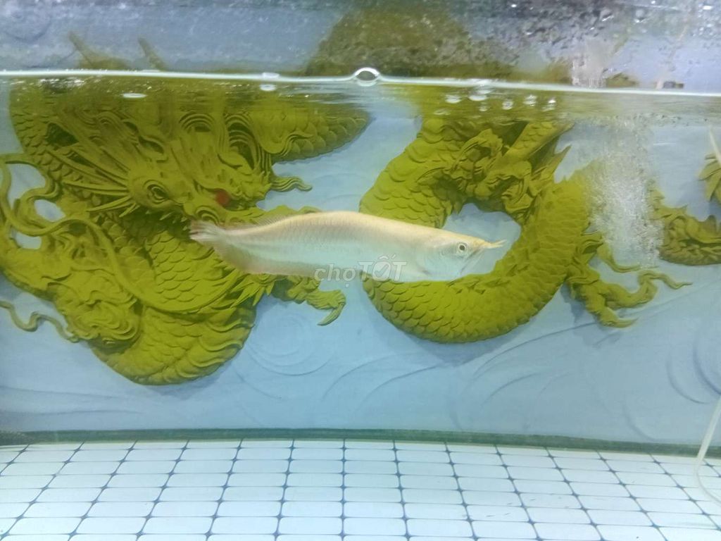 Cá ngân Albino size 2x. Mua bán Thú cưng khác tại Quận 5 Tp Hồ Chí Minh được đăng bởi Văn Tâm hình 1