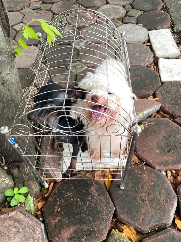 Chó Poodle Đen Trắng. Mua bán Chó tại Huyện Đông Anh Hà Nội được đăng bởi Nguyễn Xuân Quy hình 1