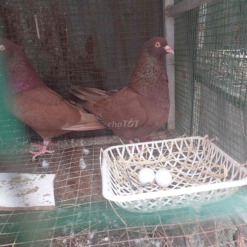 Cặp chim bồ câu gà sinh sản. Mua bán Chim tại Quận 7 Tp Hồ Chí Minh được đăng bởi Ngoquanmen hình 1