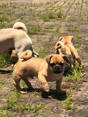 Pug lai 3 tháng tuổi. Mua bán Chó tại Thành phố Cà Mau Cà Mau được đăng bởi Nguyễn Minh Tuấn
