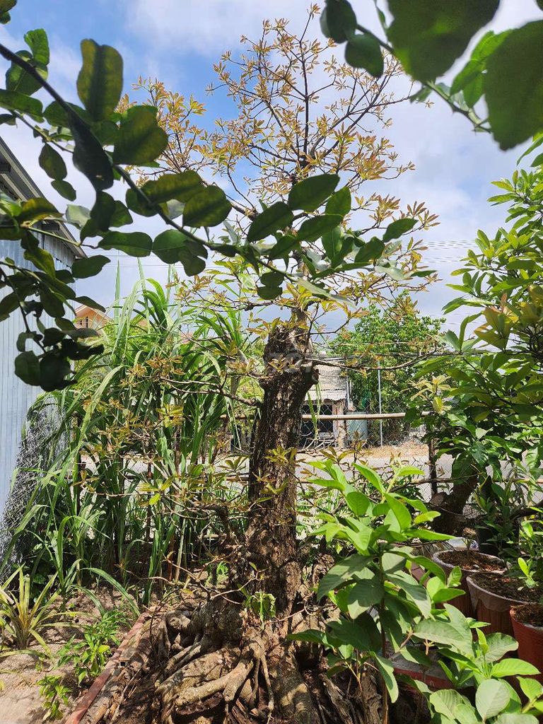 Lộc vừng bonsai to 2m