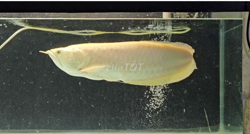 Cá rồng ngân long abino size 48cm