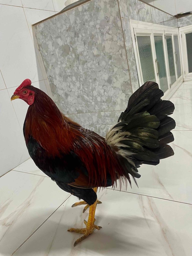 Gà chọi trống Đỏ đen 2.7kg. Mua bán Gà tại Huyện Châu Thành Bến Tre được đăng bởi Gà giá tâm trung hình 1