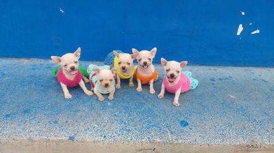 Chihuahua có quà tặng