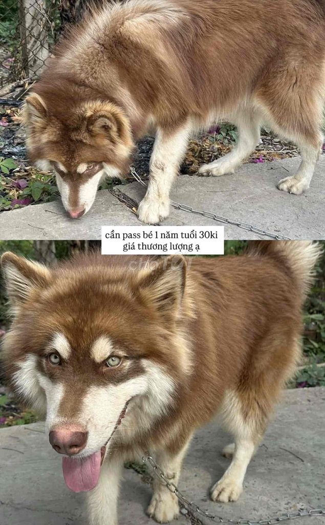 Chó Husky nâu trắng 1 năm tuổi. Mua bán Chó tại Quận Ninh Kiều Cần Thơ được đăng bởi Phạm Quốc Trạng hình 1