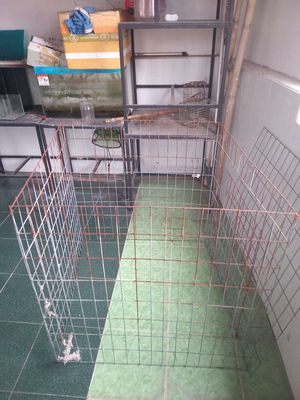 Chuông nuôi gà. Mua bán Phụ kiện, Thức ăn, Dịch vụ tại Quận Bình Thạnh Tp Hồ Chí Minh được đăng bởi son