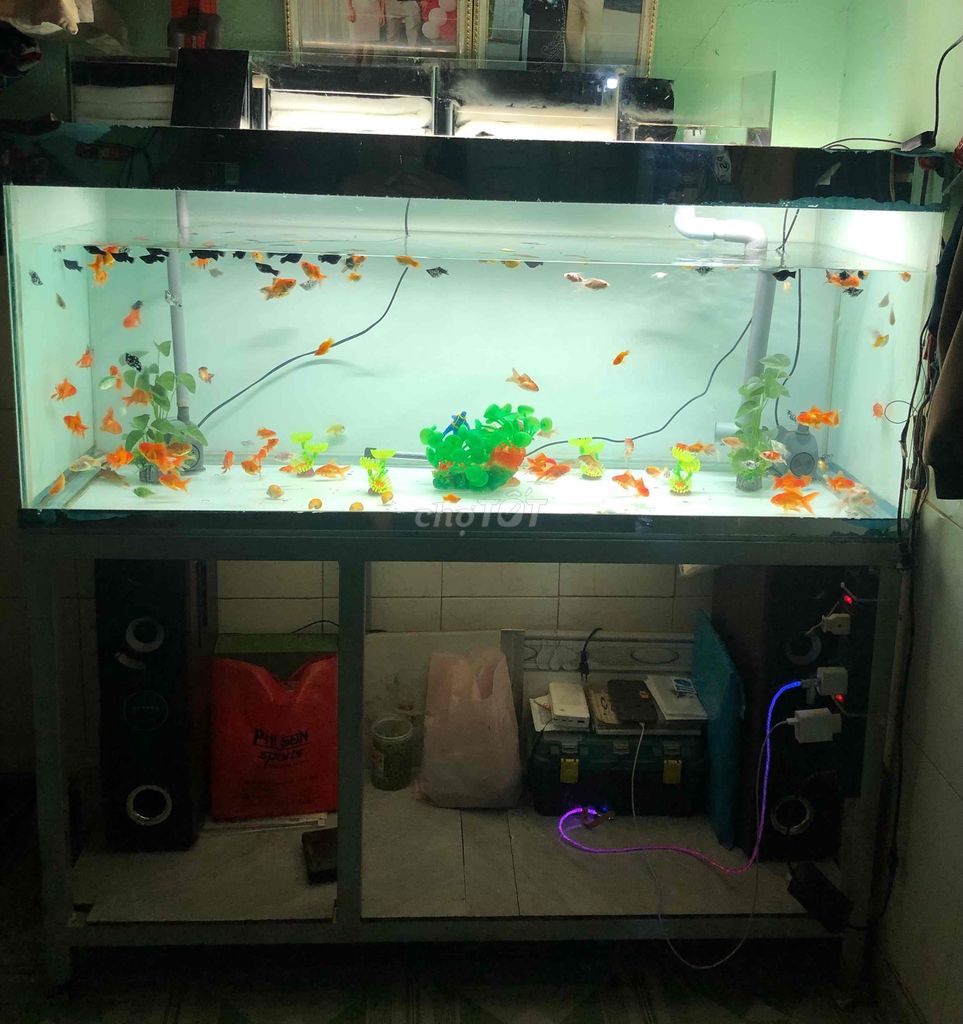 Bể cá cảnh 1400x60x50mm. Mua bán Phụ kiện, Thức ăn, Dịch vụ tại Huyện Nhơn Trạch Đồng Nai được đăng bởi nguyen linh hình 1