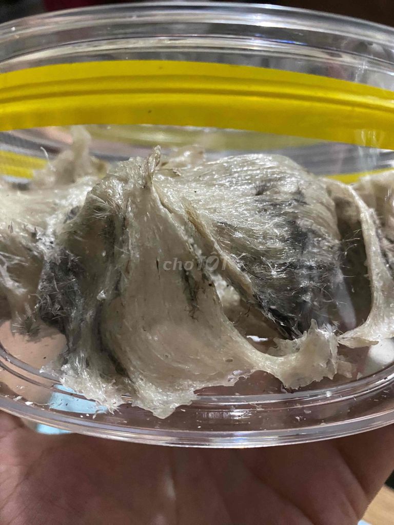Tổ yến thô Yến nguyên chất trắng ngà. Mua bán Đồ ăn, thực phẩm và các loại khác tại Quận 10 Tp Hồ Chí Minh được đăng bởi Dương Vương hình 1