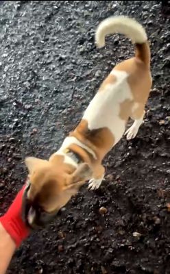 Mình có một em chó cái pug lai phú quốc .. Mua bán Chó tại Thị xã Bến Cát Bình Dương được đăng bởi tho pham van