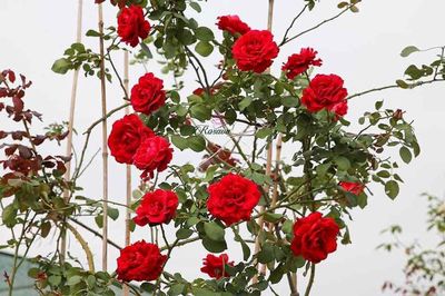 cây hoa hồng cổ hp