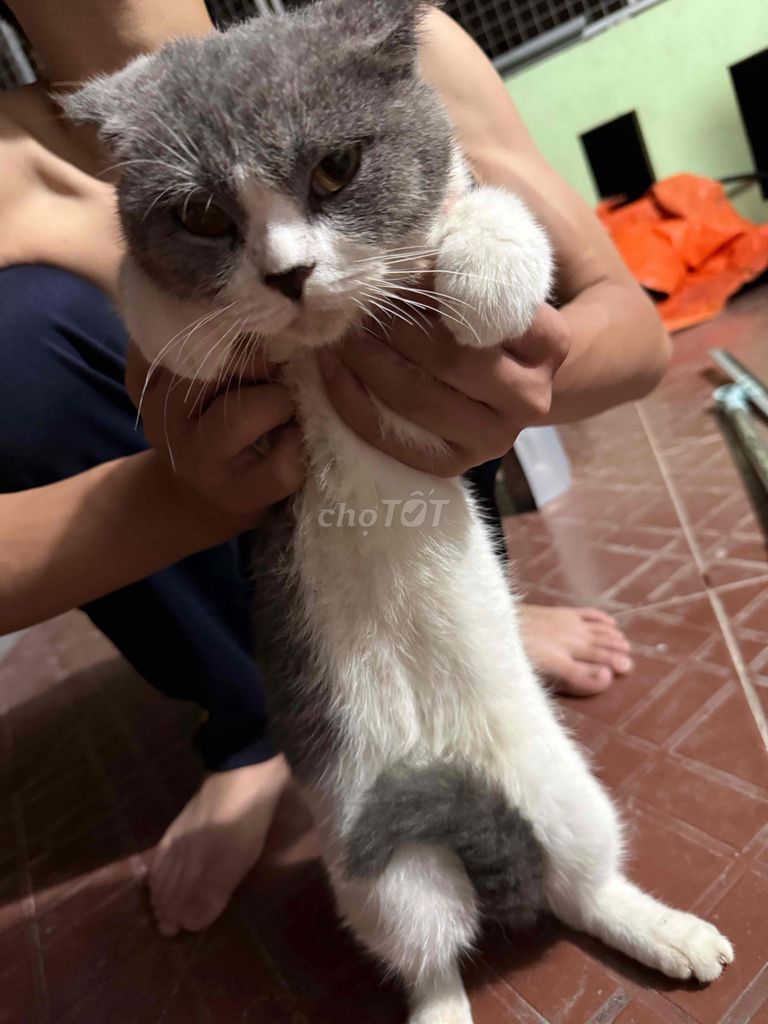 Mèo Anh lông ngắn Bicolor. Mua bán Mèo tại Quận Hồng Bàng Hải Phòng được đăng bởi Khiêm Đỗ hình 1