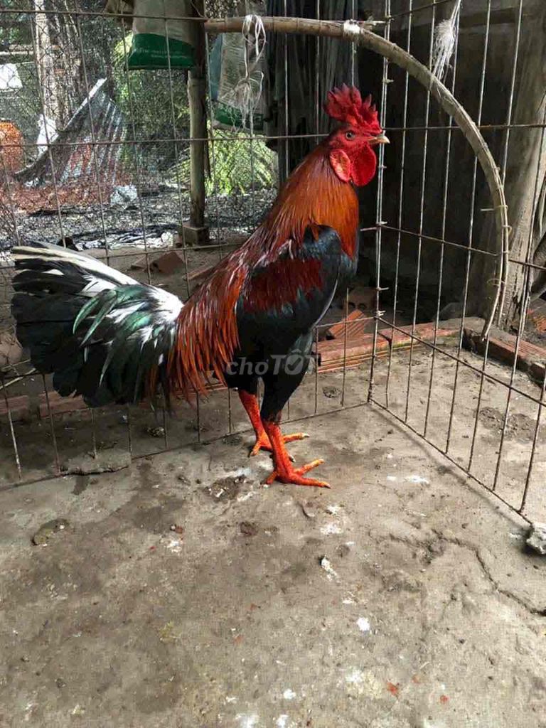 Gà chọi Đỏ đen. Mua bán Gà tại Quận 12 Tp Hồ Chí Minh được đăng bởi Sơn Võ hình 1