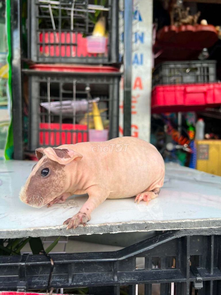 Hà mã mi ni,thú cưng đáng yêu dễ nuôi. Mua bán Thú cưng khác tại Thành phố Dĩ An Bình Dương được đăng bởi Nghĩa   hình 1