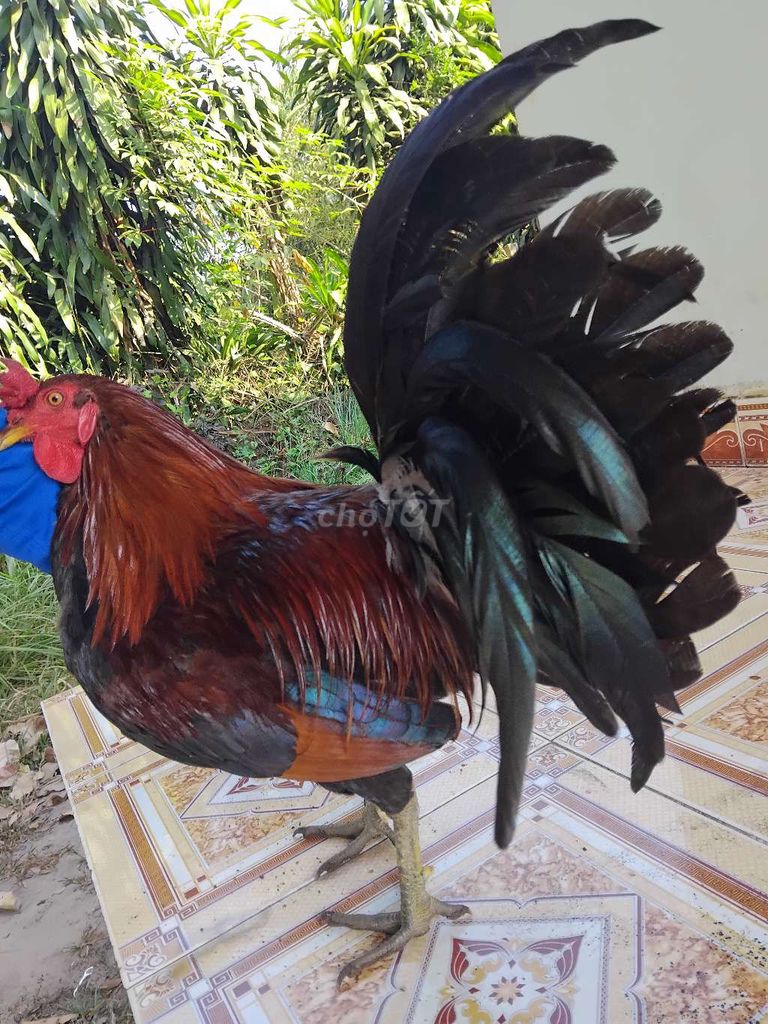 Gà Mỹ 1.9kg Đỏ đen Đực 7 tháng. Mua bán Gà tại Huyện Long Thành Đồng Nai được đăng bởi Chien Ke hình 1