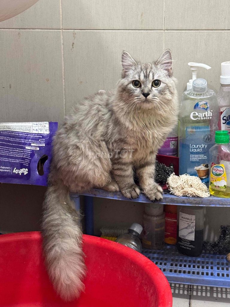 Mèo lông dài đực 10 tháng tuổi. Mua bán Mèo tại Quận Cầu Giấy Hà Nội được đăng bởi meomeo hình 1