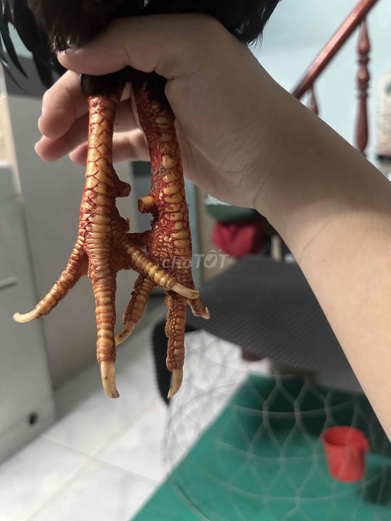 Gà trống 1.6kg mùa 2. Mua bán Gà tại Huyện Bình Chánh Tp Hồ Chí Minh được đăng bởi minh nguyễn thanh hình 1