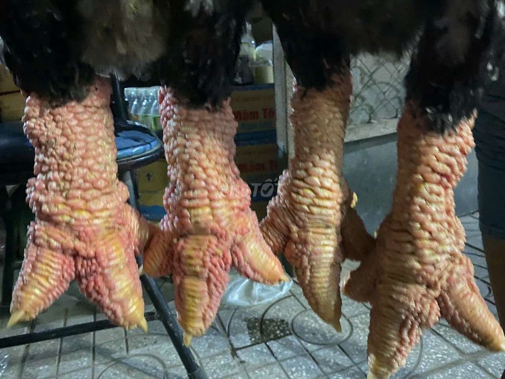 Gà Đông Tảo trống 7 tháng. Mua bán Gà tại Huyện Hóc Môn Tp Hồ Chí Minh được đăng bởi phan hưng hình 1