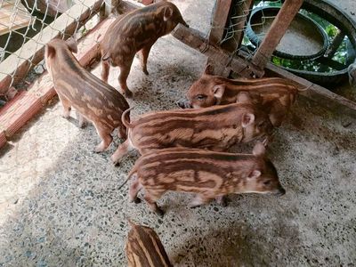Heo con. Mua bán Thú cưng khác tại Huyện Củ Chi Tp Hồ Chí Minh được đăng bởi Duy Võ