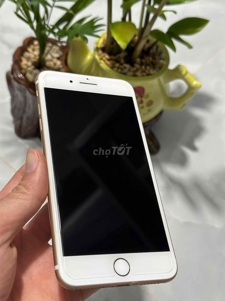 iPhone 7 Plus Gold nét. Mua bán Điện thoại tại Quận Ninh Kiều Cần Thơ được đăng bởi Tuấn Tài hình 1