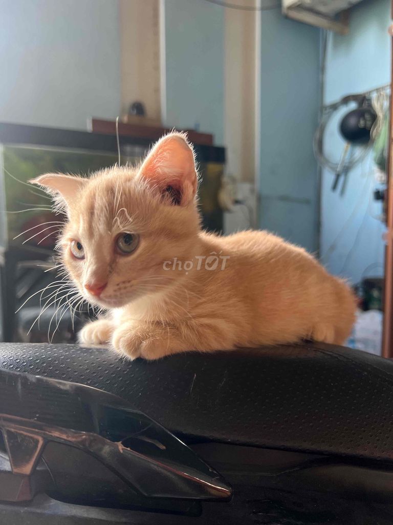 Mèo Munchkin x ALD. Mua bán Mèo tại Thành phố Thủ Đức Tp Hồ Chí Minh được đăng bởi Trang hình 1