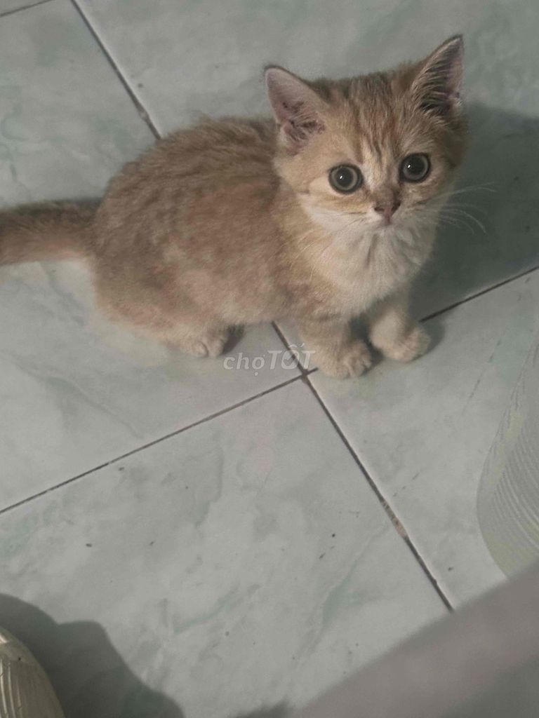 Mèo Anh lông ngắn cái golden 45 ngày. Mua bán Mèo tại Quận Gò Vấp Tp Hồ Chí Minh được đăng bởi An hình 1