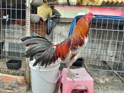 Xám siêu mỹ mới zin 2k2. Mua bán Gà tại Quận 11 Tp Hồ Chí Minh được đăng bởi A sồi
