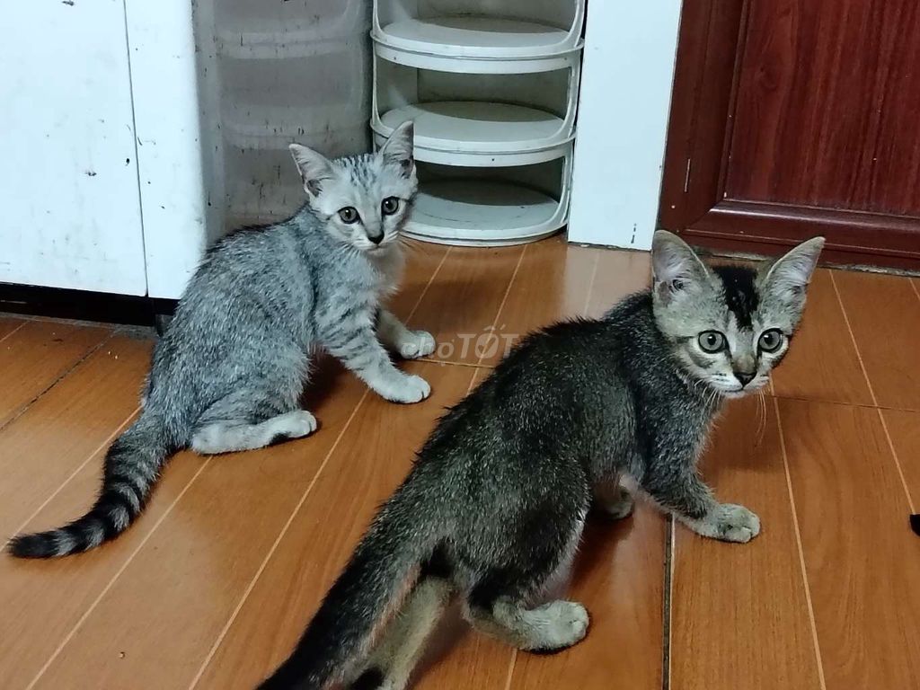 Mèo lai cái 4 tháng nâu. Mua bán Mèo tại Quận Long Biên Hà Nội được đăng bởi Thanh Nguyễn hình 1