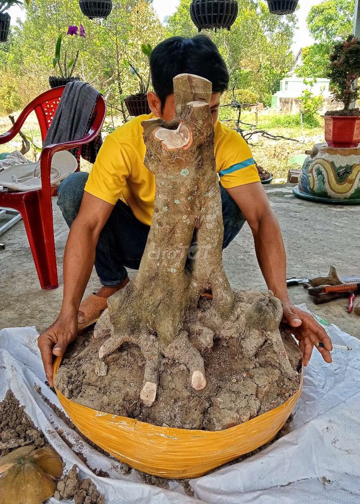 Khế chya bonsai